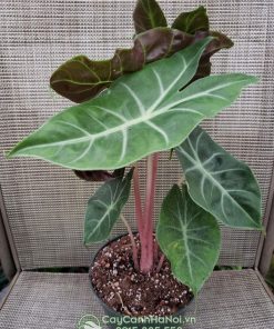 Cây alocasia pink dragon