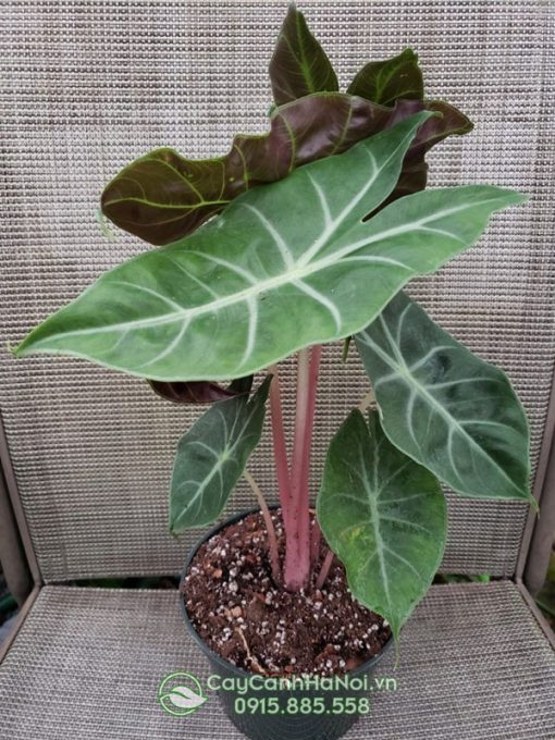 Cây alocasia pink dragon