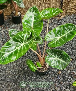 Cây môn rồng hồng thuộc chi Alocasia