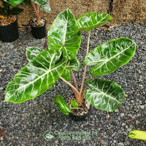 Cây môn rồng hồng thuộc chi Alocasia