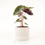 Cây Môn Rồng Gân Hồng – Alocasia Pink Dragon