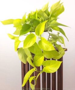 Cây Neon Pothos trang trí nội thất