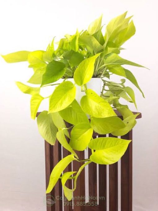 Cây Neon Pothos trang trí nội thất