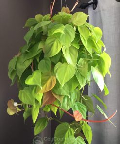 Cây philodendron lemon lime chậu treo đẹp