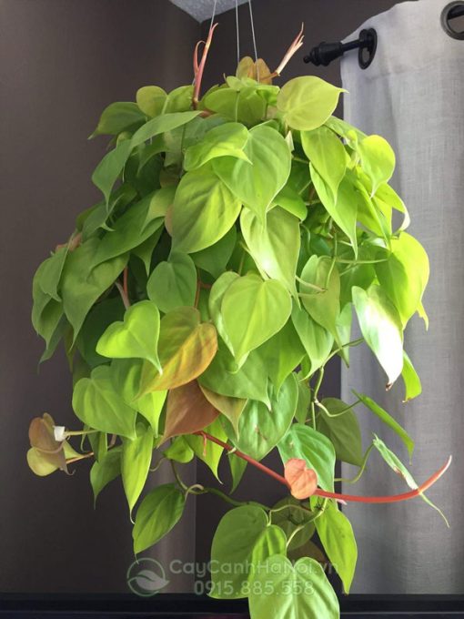 Cây philodendron lemon lime chậu treo đẹp