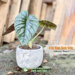 Cây Ráy Tinh Vân – Alocasia Nebula