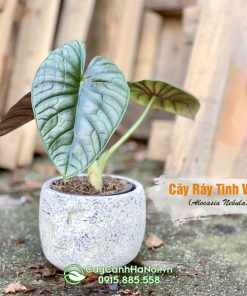 Cây ráy tinh vân trồng chậu đá mài