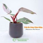 Cây Trầu Bà Công Chúa Hồng – Philodendron Pink Princess