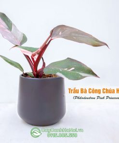 Cây trầu bà công chúa hồng