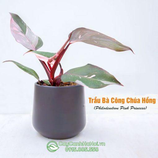 Cây trầu bà công chúa hồng