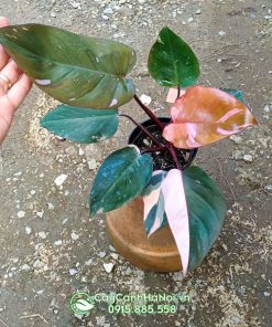 Cây trầu bà công chúa hồng có tên tiếng anh là Philodendron Pink Princess