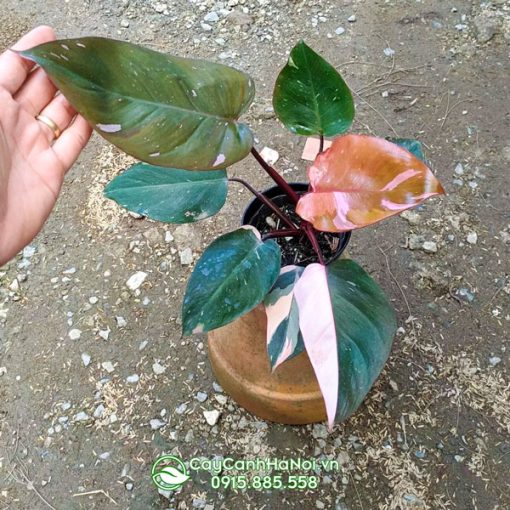 Cây trầu bà công chúa hồng có tên tiếng anh là Philodendron Pink Princess