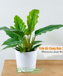 Cây trầu bà cung đàn xanh