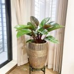 Cây Trầu Bà Đế Vương Đỏ – Philodendron Imperial Red