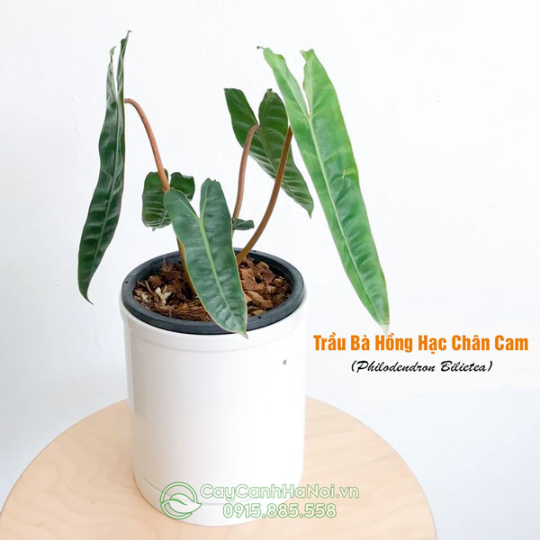 Cây trầu bà hồng hạc chân cam trồng chậu sứ trắng để bàn