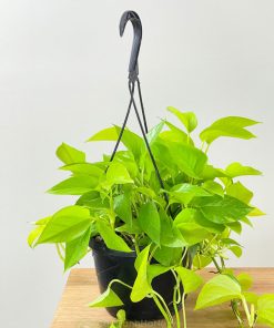 Cây trầu bà Neon Pothos chậu treo