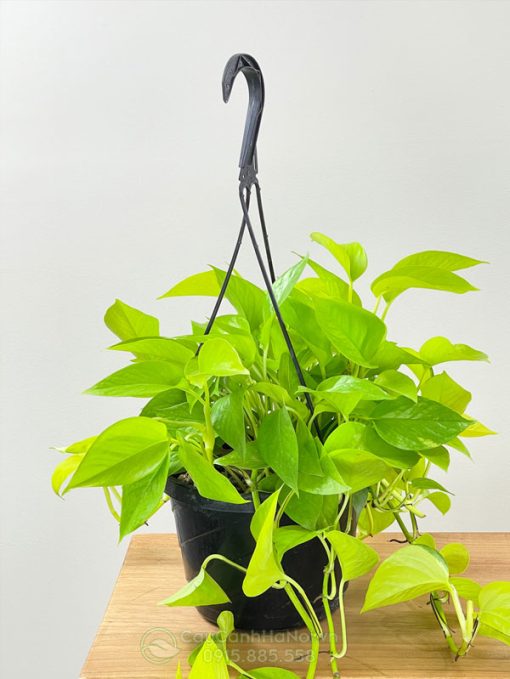 Cây trầu bà Neon Pothos chậu treo