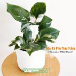 Cây Trầu Bà Phù Thủy Trắng – Philodendron White Wizard