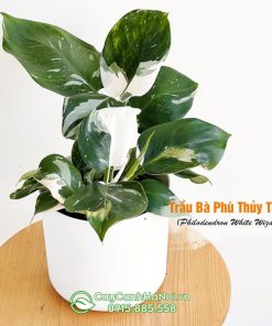 Cây trầu bà phù thủy trắng trồng chậu để bàn