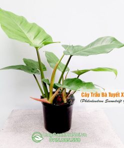 Cây trầu bà tuyết xanh