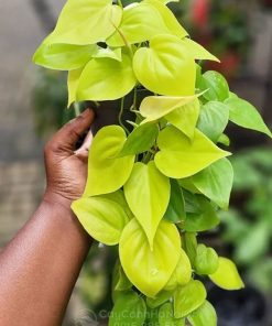 Philodendron Lemon Lime