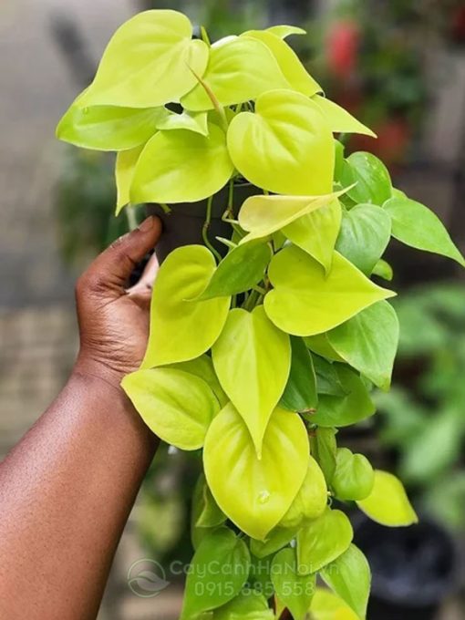 Philodendron Lemon Lime