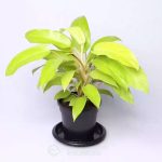 Cây Trầu Bà Vàng Lá Dài – Philodendron Ceylon Gold