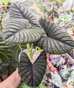 Địa chỉ bán cây Alocasia Nebula