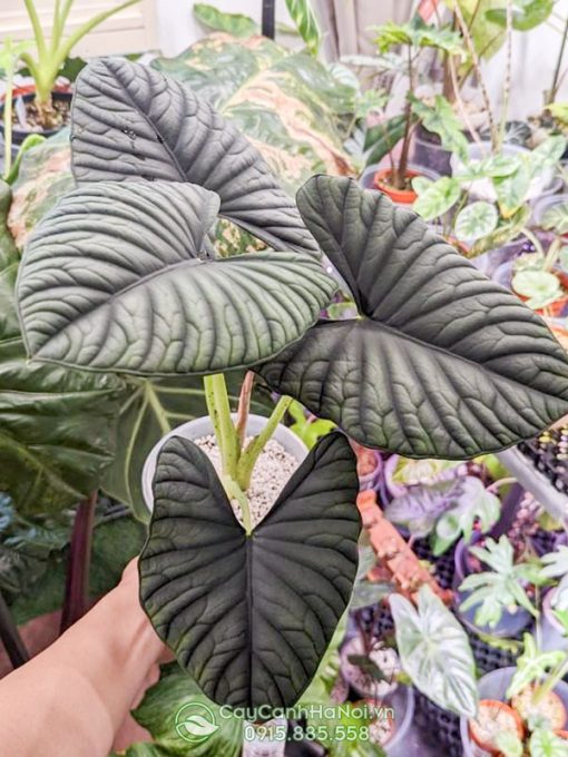 Địa chỉ bán cây Alocasia Nebula