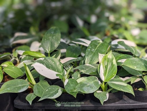 Địa chỉ mua cây Philodendron White Wizard