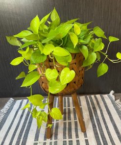 Giá bán cây Neon Pothos