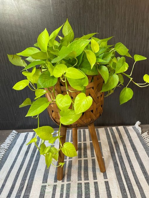 Giá bán cây Neon Pothos