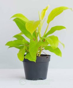 Trầu bà vàng lá dài có tên khoa học là Philodendron Erubescens Gold