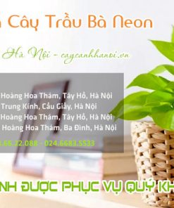 Nơi bán cây trầu bà Neon tại Hà Nội