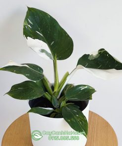 Cây trầu bà phù thủy trắng có tên tiếng anh là Philodendron White Wizard