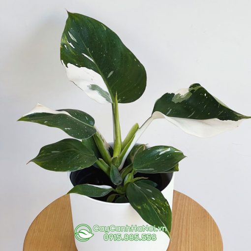 Cây trầu bà phù thủy trắng có tên tiếng anh là Philodendron White Wizard