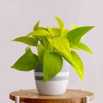 Cây Trầu Bà Neon – Neon Pothos