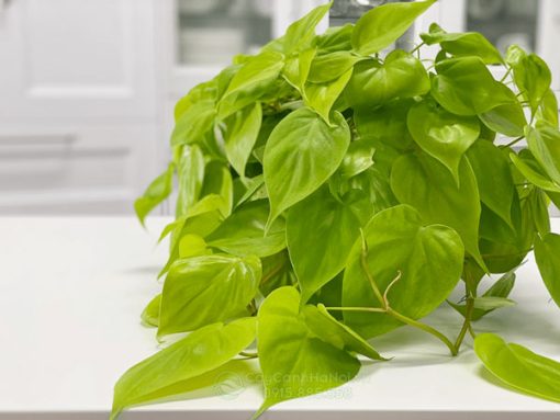 Trầu bà vàng chanh lá tim có tên tiếng anh là Philodendron hederaceum ‘Lemon Lime’