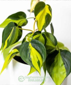 Philodendron Brasil