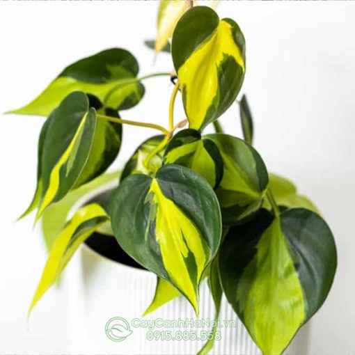 Philodendron Brasil