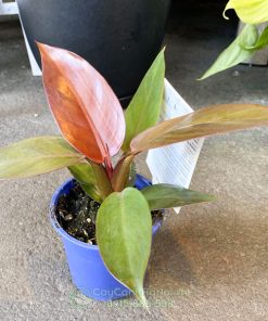 Philodendron Red King