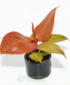 Philodendron Red Sun