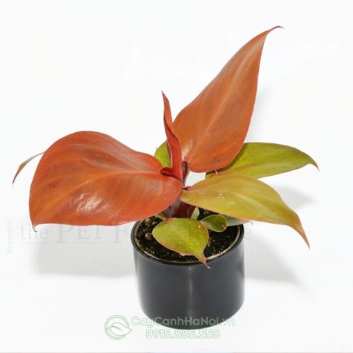 Philodendron Red Sun