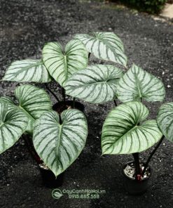 Bán cây Philodendron Mamei 'Silver Cloud' đẹp tại Hà Nội