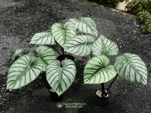 Bán cây Philodendron Mamei 'Silver Cloud' đẹp tại Hà Nội