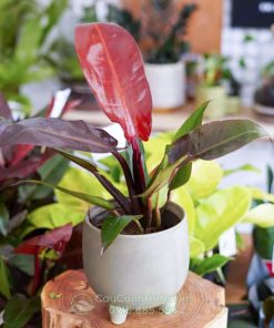 Bán cây Philodendron Red King để bàn đẹp tại Hà Nội