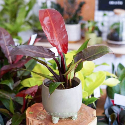 Bán cây Philodendron Red King để bàn đẹp tại Hà Nội