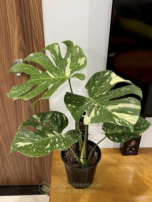 Bề mặt lá Monstera Thai Constellation có họa tiết giống chòm sao