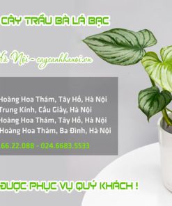 Các cửa hàng bán cây trầu bà lá bạc tại Hà Nội