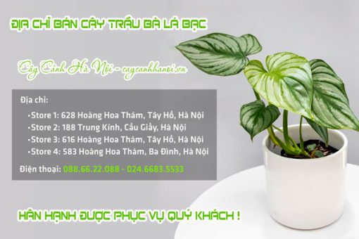 Các cửa hàng bán cây trầu bà lá bạc tại Hà Nội